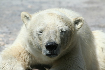 Image showing polar bear