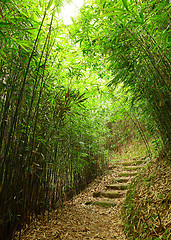 Image showing path in bamboo forest