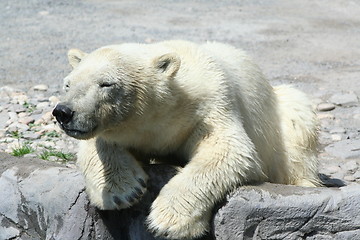 Image showing polar bear