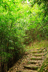 Image showing bamboo forest path