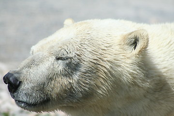 Image showing polar bear