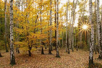 Image showing very nice autumn forest 