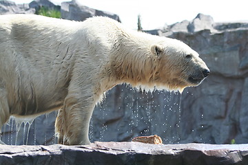 Image showing polar bear