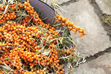 Image showing seabuckthorn