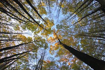 Image showing very nice autumn forest 