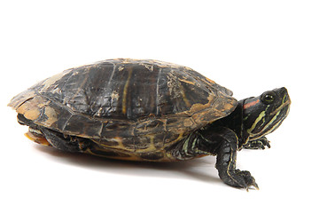 Image showing water turtle 