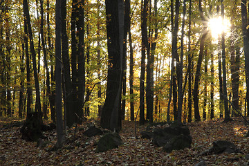 Image showing very nice autumn forest 