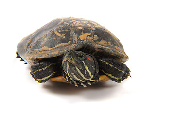 Image showing water turtle 