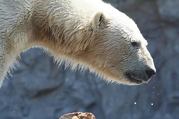 Image showing polar bear