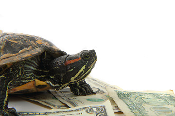 Image showing water turtle and money