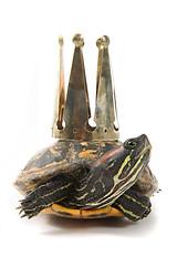 Image showing turtle as nice princess 