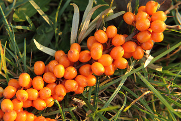 Image showing seabuckthorn