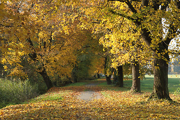 Image showing very nice autumn forest 