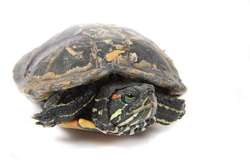 Image showing water turtle 