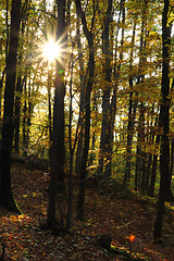 Image showing very nice autumn forest 