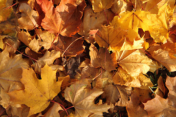 Image showing autumn leaves 