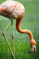 Image showing Red flamingo in a park 