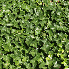 Image showing Ivy picture