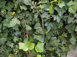 Image showing Ivy picture