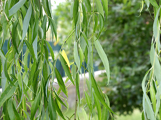 Image showing Leaves