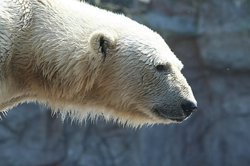 Image showing polar bear