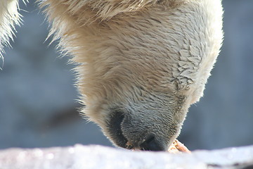 Image showing polar bear