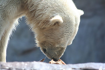 Image showing polar bear