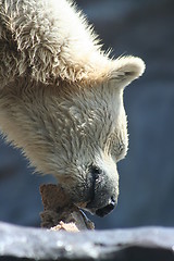 Image showing polar bear