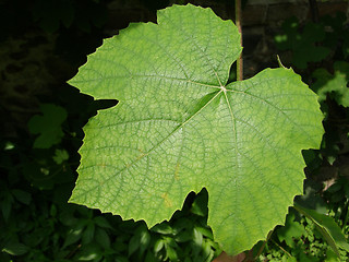 Image showing Vine picture