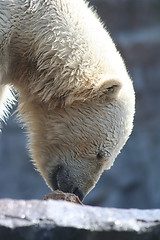 Image showing polar bear