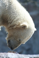 Image showing polar bear