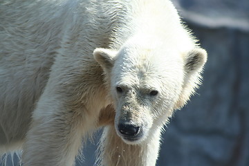 Image showing polar bear