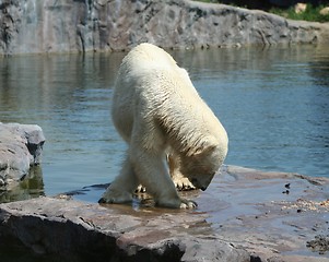 Image showing polar bear