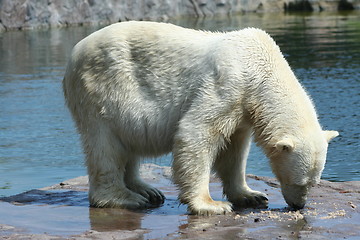 Image showing polar bear