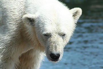 Image showing polar bear