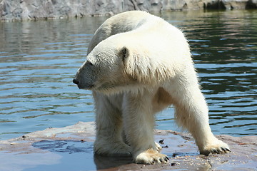 Image showing polar bear