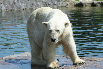 Image showing polar bear