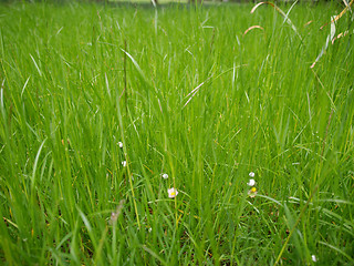 Image showing Grass meadow