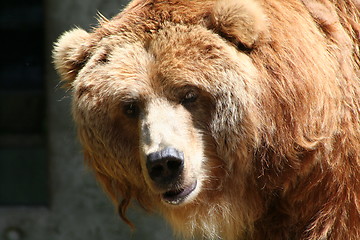 Image showing brown bear