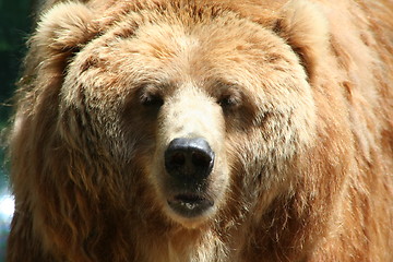 Image showing brown bear