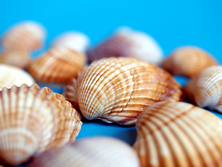 Image showing Shells