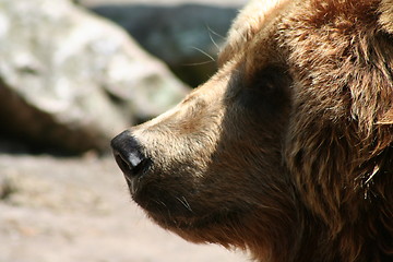 Image showing brown bear