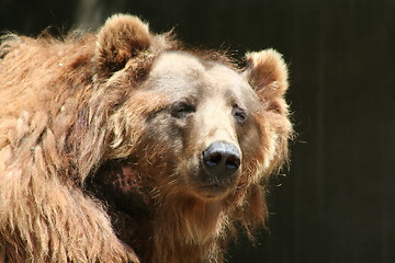 Image showing old brown bear