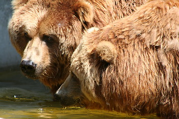 Image showing brown bears