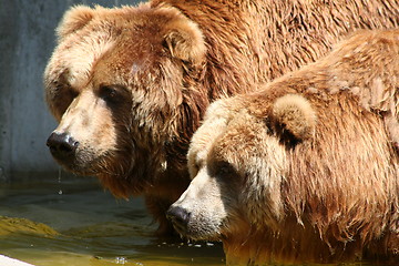 Image showing 2 brown bears