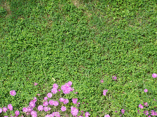 Image showing Grass meadow with flowers