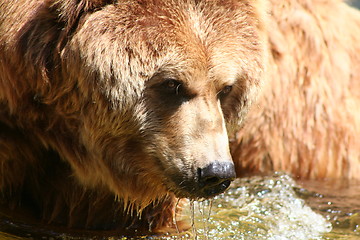 Image showing brown bear