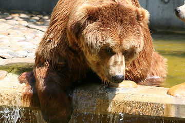 Image showing lazy brown bear