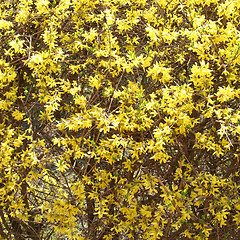 Image showing Forsythia picture