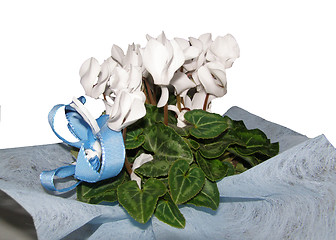 Image showing Cyclamen